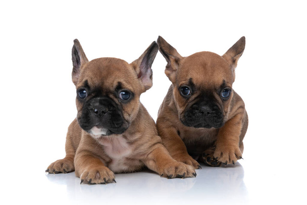 Δύο Γάλλοι σκύλοι μπουλντόγκ με γούνα ελαφιού κείτονται ο ένας δίπλα στον άλλο και κοιτάζουν την κάμερα.  - Φωτογραφία, εικόνα