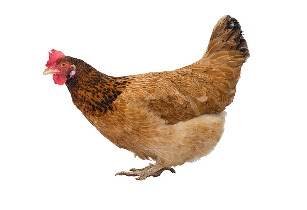 Brown hen - Fotoğraf, Görsel