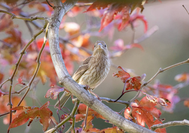 A Female House Finch in a Japanes Red Maple Tree in the backyard. - Photo, Image