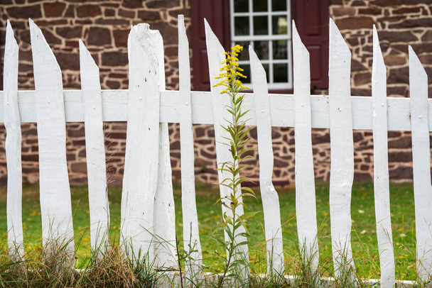 Uzun sarı çiçekli beyaz ahşap çit - Fotoğraf, Görsel