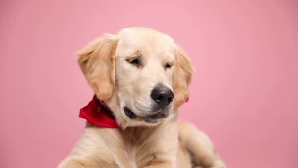 pigro cucciolo golden retriever indossa bandana rossa, cercando di lato e sdraiato su sfondo rosa in studio - Filmati, video