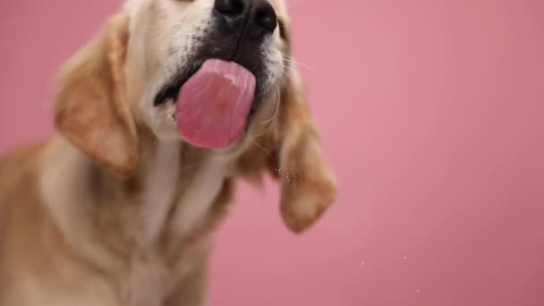 perezoso golden retriever cachorro con bandana roja, mirando a un lado y acostado sobre fondo rosa en el estudio - Imágenes, Vídeo