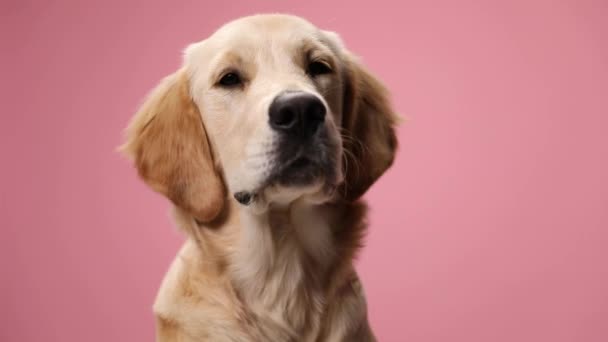 lazy golden retriever puppy wearing red bandana, looking to side and laying down on pink background in studio - Footage, Video