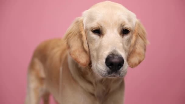 pigro cucciolo golden retriever indossa bandana rossa, cercando di lato e sdraiato su sfondo rosa in studio - Filmati, video