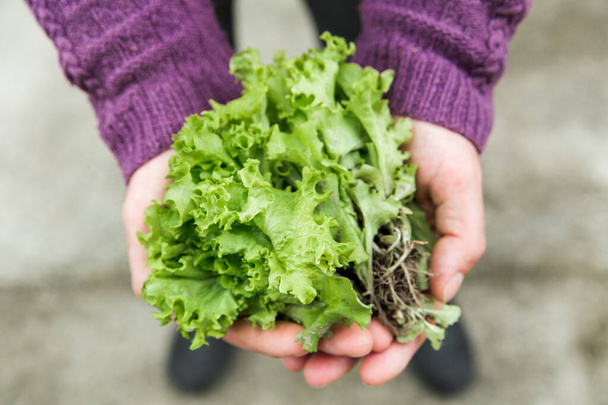 alface verde fresca de uma cama de jardim em umas mãos. agricultura e cultivo de vegetais conceito. vista de perto - Foto, Imagem