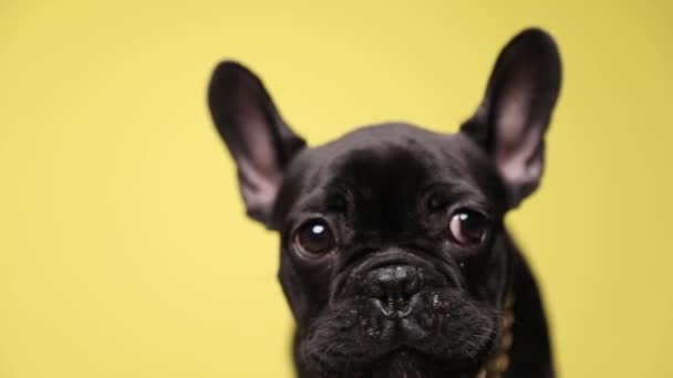 close up of angry little French bulldog dog wearing golden collar around neck barking on yellow background in studio - Filmagem, Vídeo
