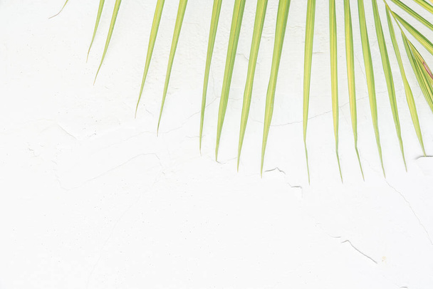 Texture des feuilles de palmier sur fond de mur en béton blanc. - Photo, image