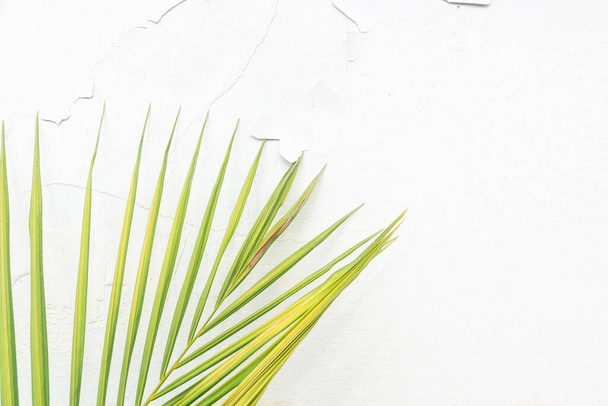 Palm leaf texture on white concrete wall background. - Foto, afbeelding