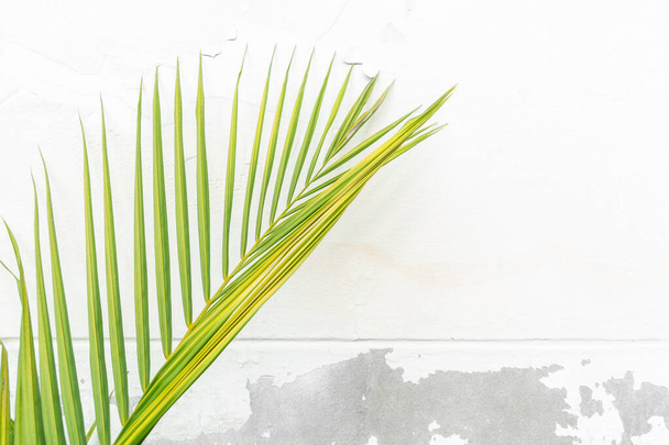 Palm leaf texture on white concrete wall background. - Photo, image