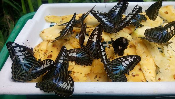 Blick auf schöne Schmetterlinge füttern süße Nahrung in Gewächshäusern  - Foto, Bild
