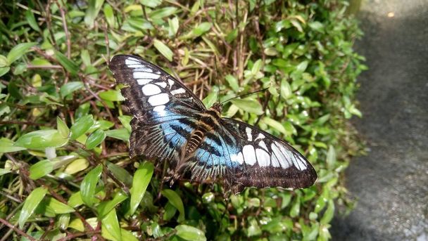 Blick auf den schönen Schmetterling sitzt auf Blättern in Gewächshäusern  - Foto, Bild