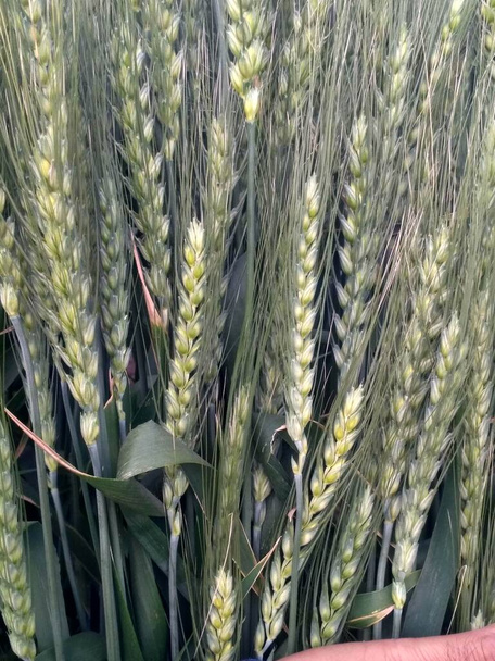 Campo de cultivo de trigo, fazenda de trigo dourado, planta, culturas de cereais verdes, campo de trigo, cevada ou centeio, espigas de trigo - Foto, Imagem
