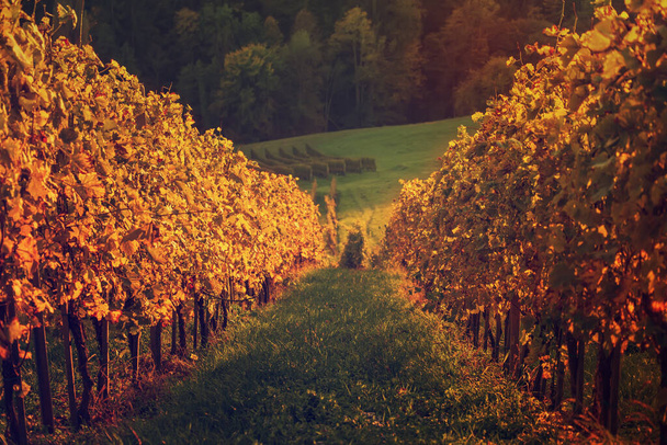 Vineyards row in Slovenia - Φωτογραφία, εικόνα