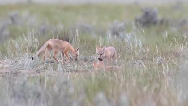 Gefährdet schnelle Fuchsbabys in der kanadischen Wildnis - Filmmaterial, Video