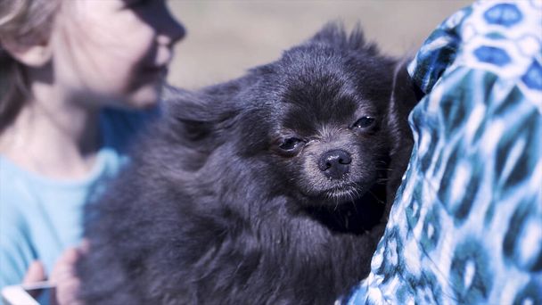 Entzückender schwarzer Spitz-Hund, der sich über streichelnde Hände seiner Besitzerin freut. Clip. Großaufnahme eines Welpen, der sich im Freien unter dem Wind in weiblichen Händen warm hält. - Foto, Bild