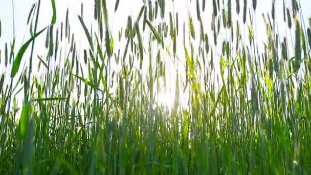 Vihreä vehnäpelto - Materiaali, video