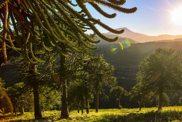 And Dağları, Şili 'deki sıra dışı Araucaria (Araucaria araucana) ağaçları - Fotoğraf, Görsel