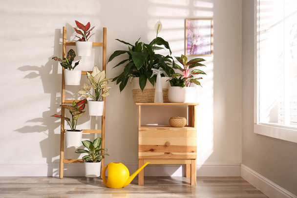 Exotic houseplants with beautiful leaves and decorative ladder near light wall indoors - Foto, immagini