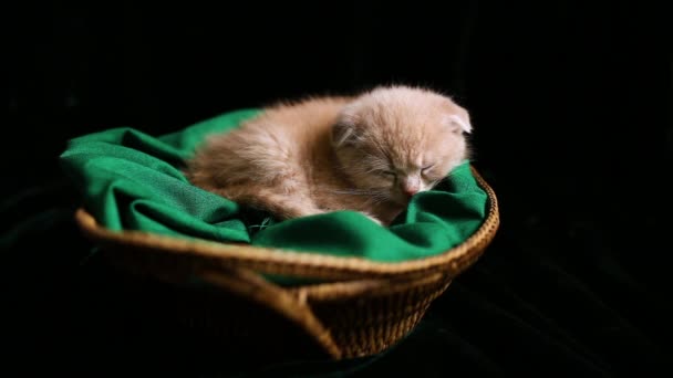 Söpö kissanpentu nukkuu korissa kotona, brittiläinen shortthair kissa - Materiaali, video