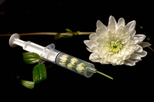 Martwa natura strzykawki z igłą jako lekarstwem na kwiat lub lekiem przeciw koronawirusowi. Pina Colada Chryzantema - Zdjęcie, obraz