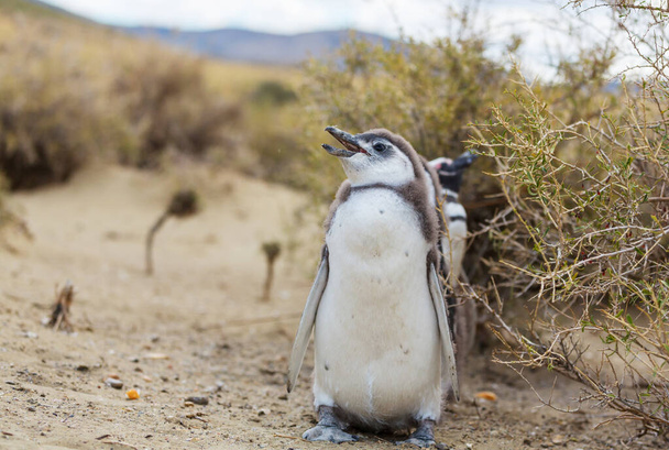 Pingüino magallánico (Spheniscus magellanicus) en la Patagonia - Foto, Imagen