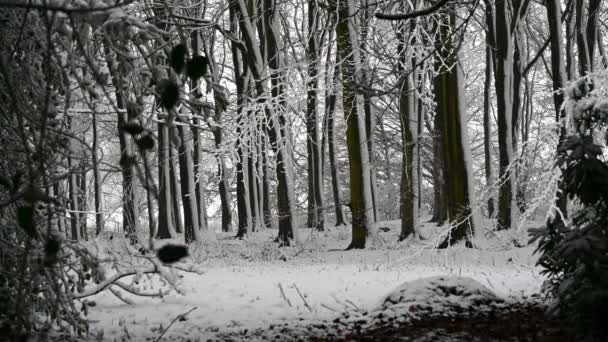 Vista a través de ramas cubiertas de nieve a una escena boscosa monocromática cubierta de nieve - Imágenes, Vídeo