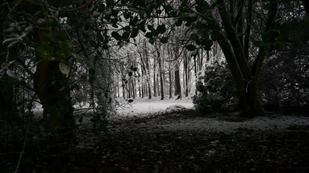 Vista desde debajo de un oscuro dosel de árboles de bosque denso cubierto de nieve - Imágenes, Vídeo