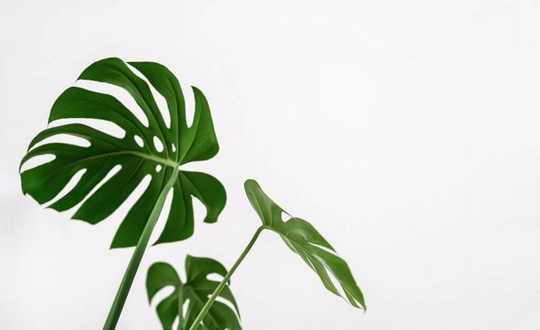 Monstera plant green leaves on white background. Tropical, botanical nature concept. Minimalism and house plant. - Foto, Imagen