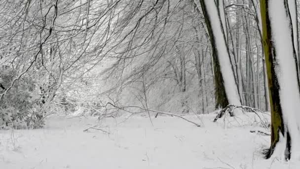 Bosque denso cubierto de nieve durante las fuertes nevadas - Imágenes, Vídeo