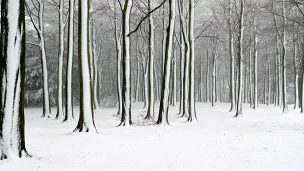 Camino cubierto de nieve a través de los árboles durante las fuertes nevadas - Imágenes, Vídeo
