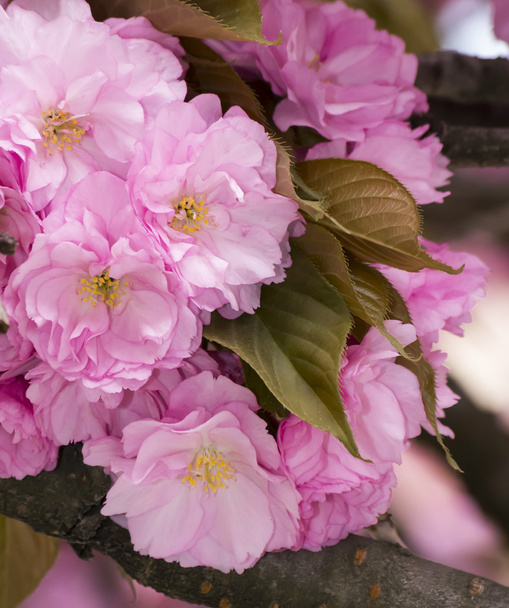 Sakura  - Foto, Bild