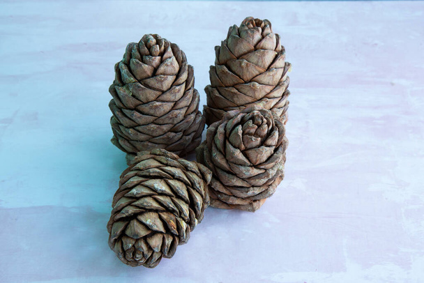 A lump of cedar, covered with nuts. Siberian pine cone. Brown big pine cone on the table - Фото, изображение