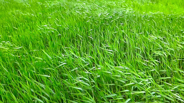 letní tráva - Záběry, video