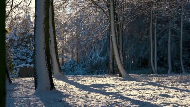 Nieve cubierta de bosque escena con la nieve caída retroiluminada - Imágenes, Vídeo