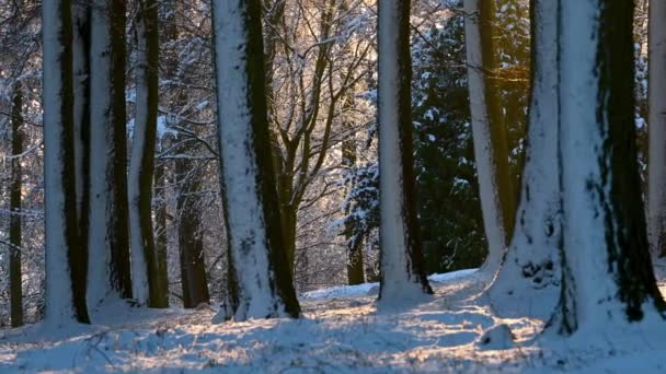 Sonnenbeleuchtete, schneebedeckte Waldlandschaft mit sanft fallendem Schnee - Filmmaterial, Video