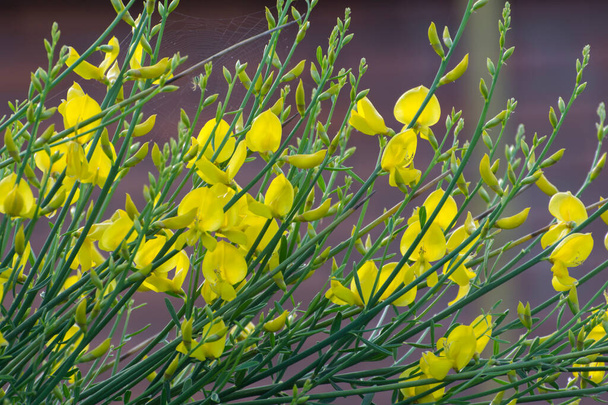 Planta ornamental con tallos en forma de pera y flores amarillas. - Foto, Imagen