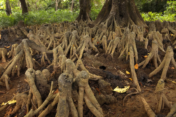 Mangrove aerial roots on the coast of Andaman Islands, India - Photo, Image
