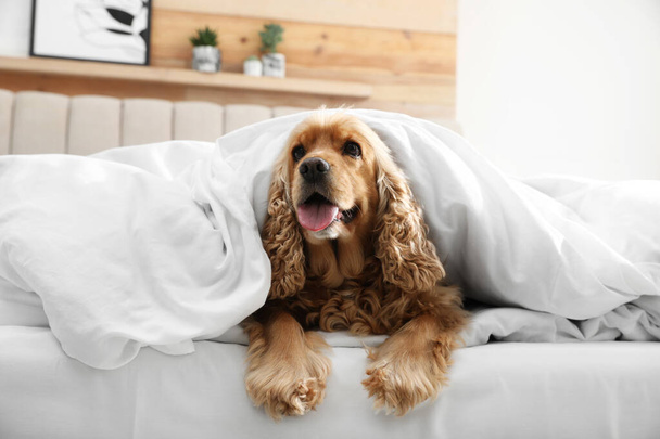 Cute English cocker spaniel covered with soft blanket on bed - Fotografie, Obrázek