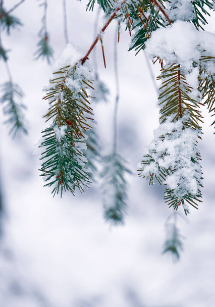 снег на сосновых листьях в зимний сезон, рождественские дни  - Фото, изображение