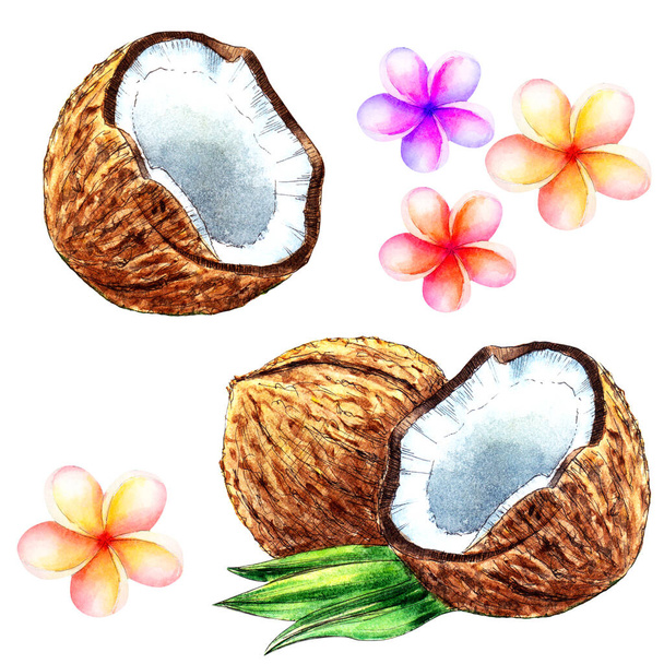 Kokosové ořechy a květiny malované akvarelem. Ilustrace s pulzujícími barvami a šťavnatým ovocem vytváří tropickou náladu. - Fotografie, Obrázek