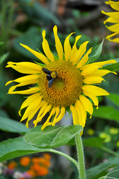 abelha e girassol
 - Foto, Imagem