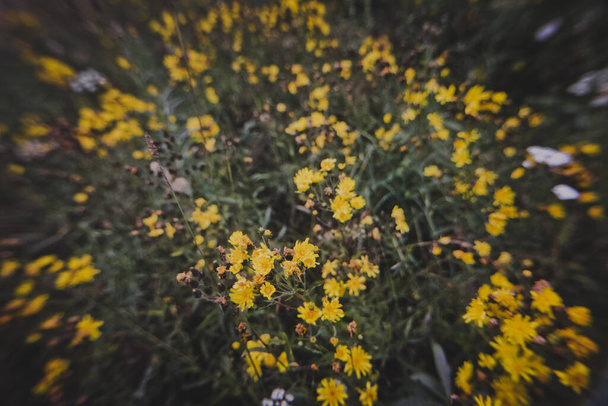 art photography of wildflowers close up - Zdjęcie, obraz