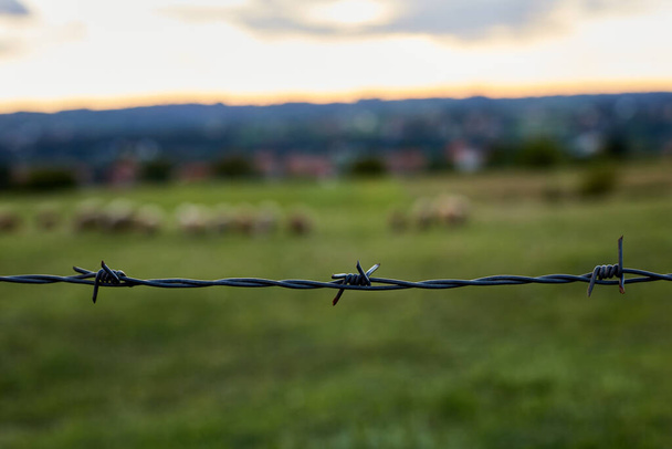 ostnatý drát s ovčím stádem v pozadí - Fotografie, Obrázek