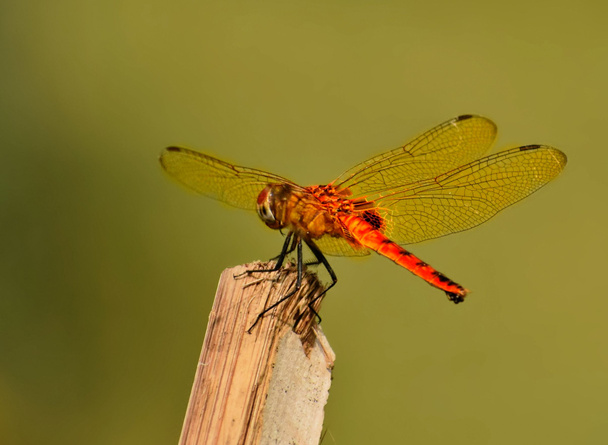 libélula roja descansando en un poste - Foto, Imagen
