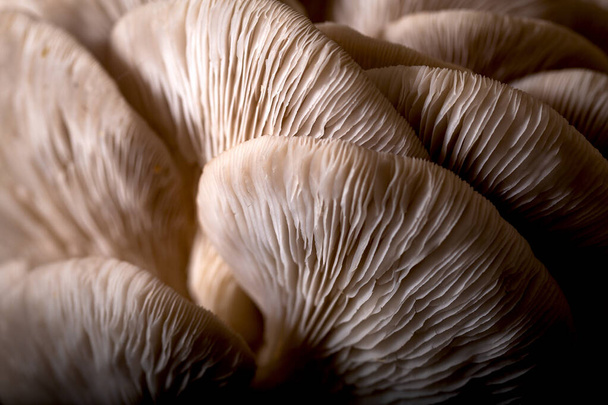 Close-up abstract background of oyster mushrooms texture.  - Foto, Imagem