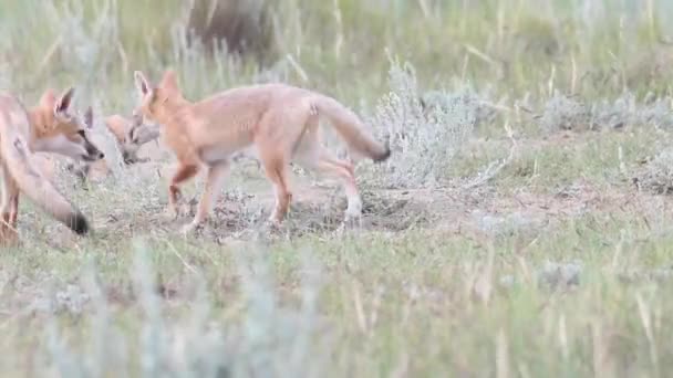 Schnelle Fuchsbabys in der kanadischen Prärie - Filmmaterial, Video