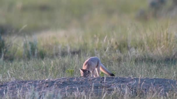 Zestawy lisów Swift w kanadyjskich preriach - Materiał filmowy, wideo