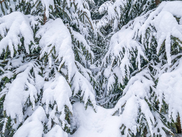 Pine tree fir branches covered with fresh white snow. Winter landscape. - Photo, Image