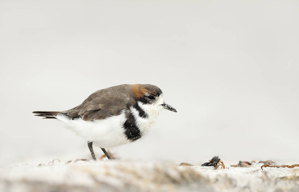 Close up of a two-banded plover on a sandy beach in the Falkland Islands. - Photo, Image