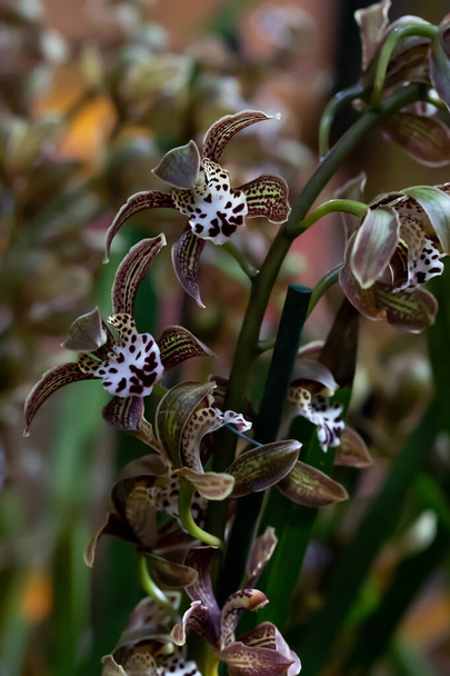 Egzotikus orchidea gesztenyebarna folttal. Phalaenopsis orchideavirág. Gyönyörű esküvői meghívók, kertészeti magazinok, hirdetések és egyéb nagyszerű ötletek és koncepciók - Fotó, kép